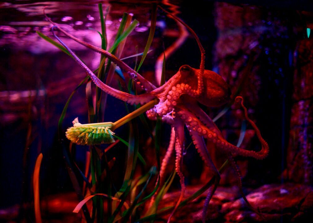 Cautious reopening at Berlin’s Sealife aquarium
